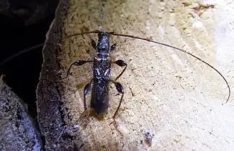 Description de cette image, également commentée ci-après