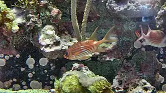 Sargocentron vexillarium