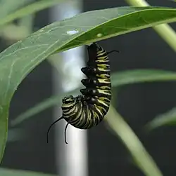 Début de la fabrication de la chrysalide