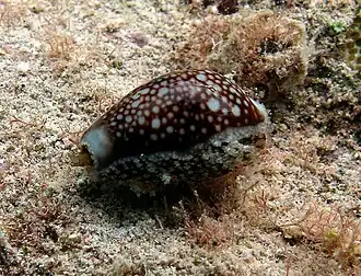 Description de l'image Monetaria caputserpentis.jpg.