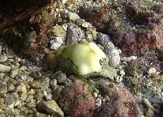 Animal vivant, manteau partiellement sorti.