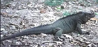 Description de l'image moniguana.jpg.