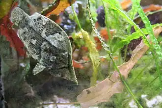 Description de l'image Monocirrhus polyacanthus 02.jpg.