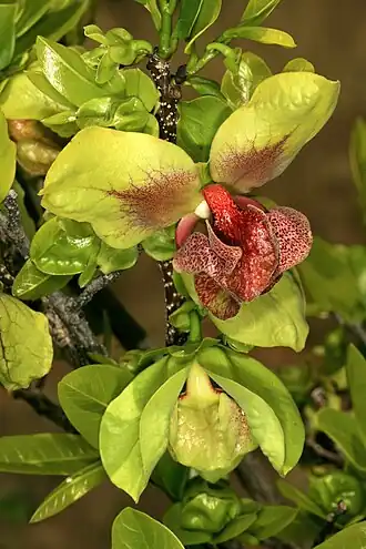 Description de l'image Monodora junodii var. junodii 1DS-II 4-0084.jpg.