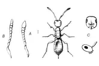 Description de l'image MonographiaChalciditumPlateNdel.png.
