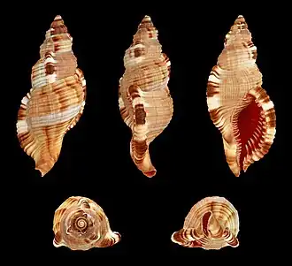 Monoplex pilearis.