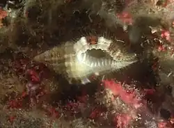 Monoplex vespaceus, immature.