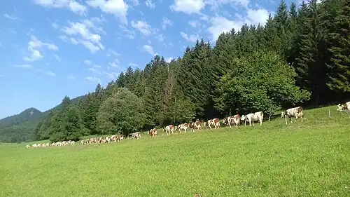 Troupeau partant pour la traite.