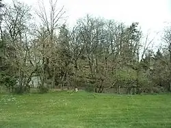 Photographie en couleurs d'une éminence couverte de taillis au milieu d'un petit bois.