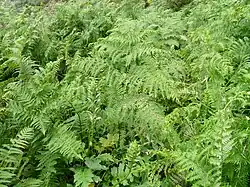 Les fougères auxquelles le volcan doit son nom.
