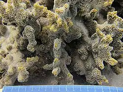 Montipora hispida
