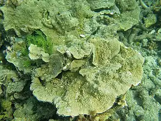 Montipora monasteriata