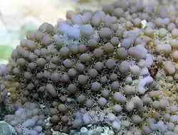 Montipora verrucosa