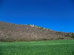 Champs de blé au pied du Haut Montsalier.