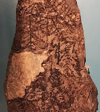 Description de l'image Montsechia vidalii 01.JPG.