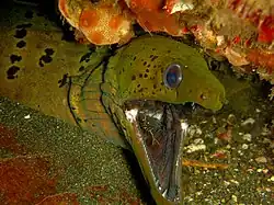 Gymnothorax fimbriatus