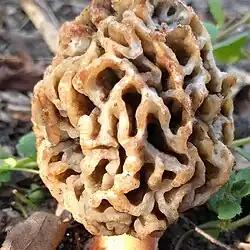 Morchella dunensis