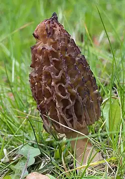 Morchella conica (Pezizomycetes)