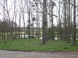 La photographie prise au début du printemps présente une peupleraie dans une zone humide. Le sol est inondé par endroit, les peupliers sont en ligne et sans feuillage. Du guy et du lierre sont visibles sur leur branchages
