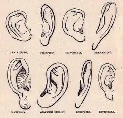 Représentation d'oreilles