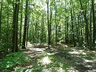 Image illustrative de l’article Arboretum Morgan