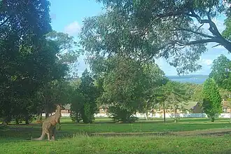 Morisset (Nouvelle-Galles du Sud)