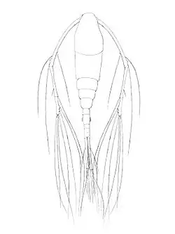 Mormonilla phasma (Mormonilloida)