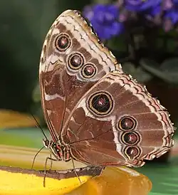 Morpho peleides