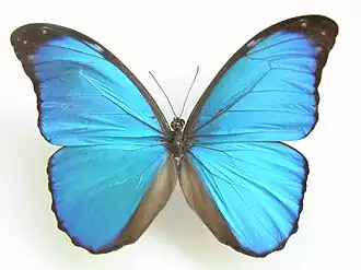 Morpho (Iphixibia) anaxibia
