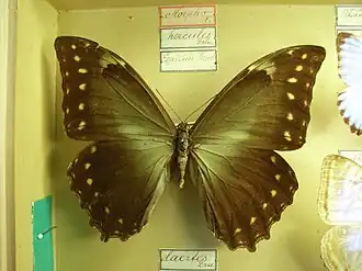 Morpho (Iphimedeia) hercules