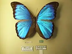 Morpho menelaus occidentalis.