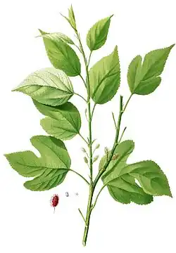 Planche botanique Morus alba.