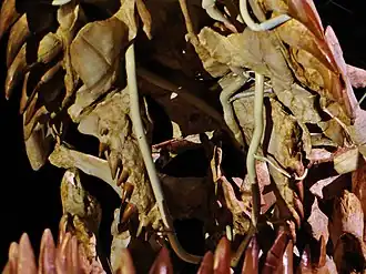 Plan rapproché du palais d'un reptile marin.