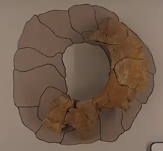 Os fossile en forme de tore exposée dans un musée.