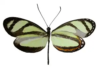 Moschoneura pinthous