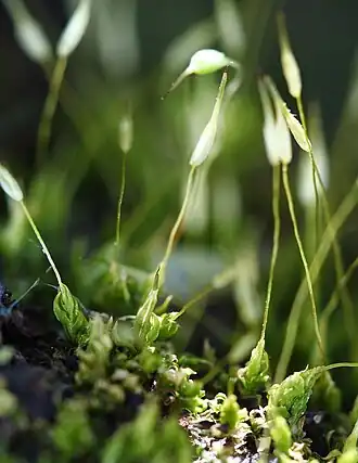 Description de l'image Moss unidentified 01.jpg.