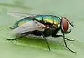 Une mouche verte vue de profil droit.