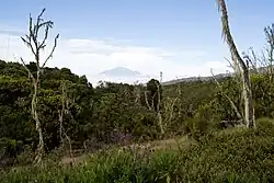 Forêt sur le Kilimandjaro