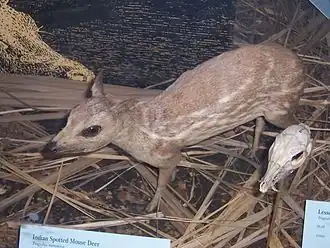 Chevrotain indien (Moschiola meminna).