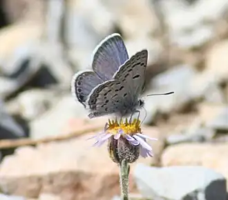 Description de l'image Mt Charleston Blue Butterfly.jpg.