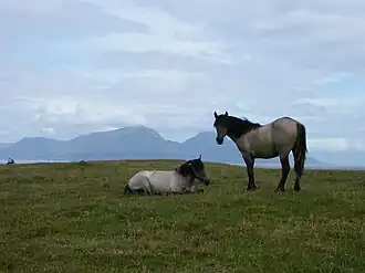 deux poneys gris et noirs sur fond de collines.