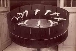 Jouet optique contenant des oiseaux blancs