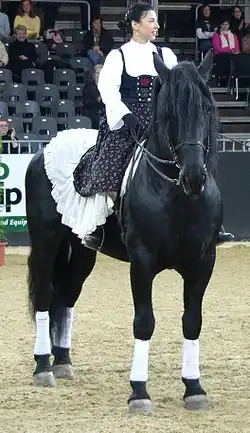 Murgese noir, presque de face, monté par une cavalière en costume traditionnel