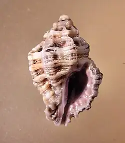 Muricodrupa fiscella.