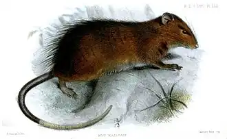 Rattus macleari