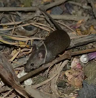 Description de l'image Mus macedonicus 184105949 (cropped).jpg.
