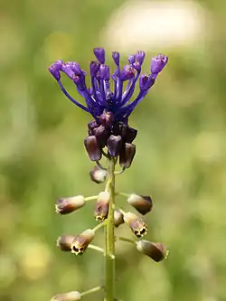 Muscari comosum