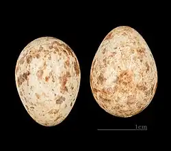 Œufs de Muscicapa ferruginea Muséum de Toulouse