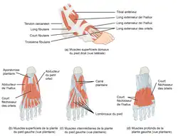 Muscle du pied