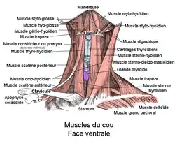 Muscle du cou (vue ventrale).
